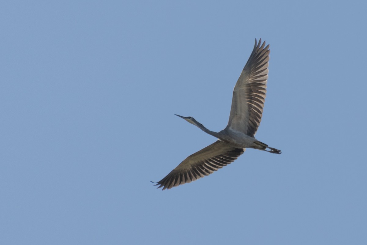 White-faced Heron - ML620330264