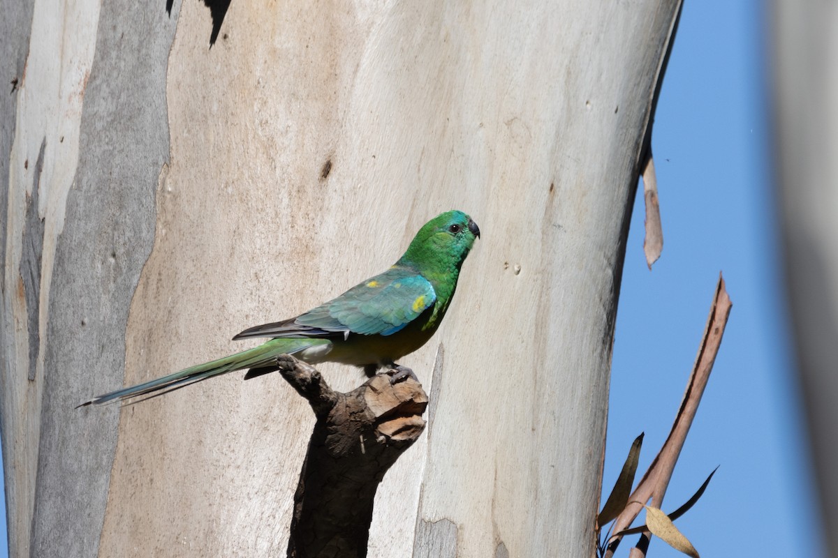 Red-rumped Parrot - ML620330265