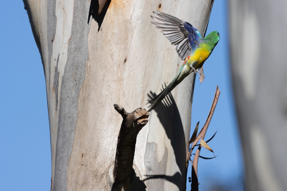 Red-rumped Parrot - ML620330266