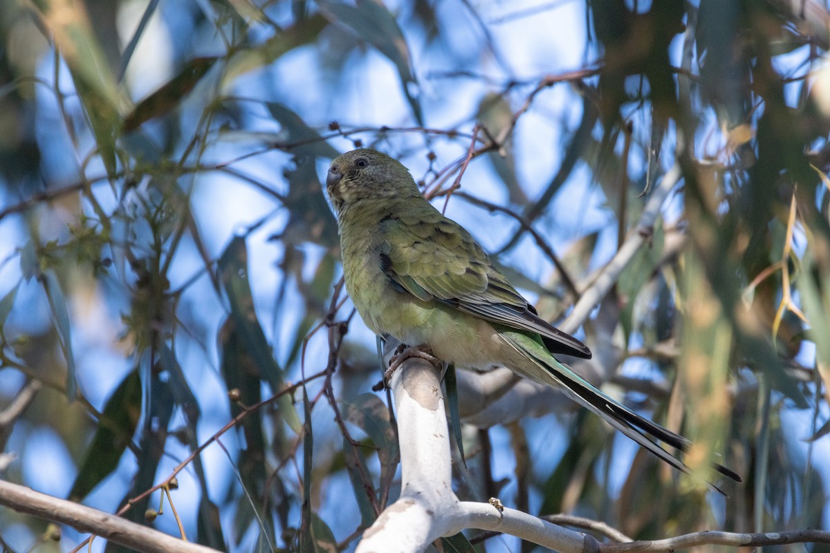 Red-rumped Parrot - ML620330267