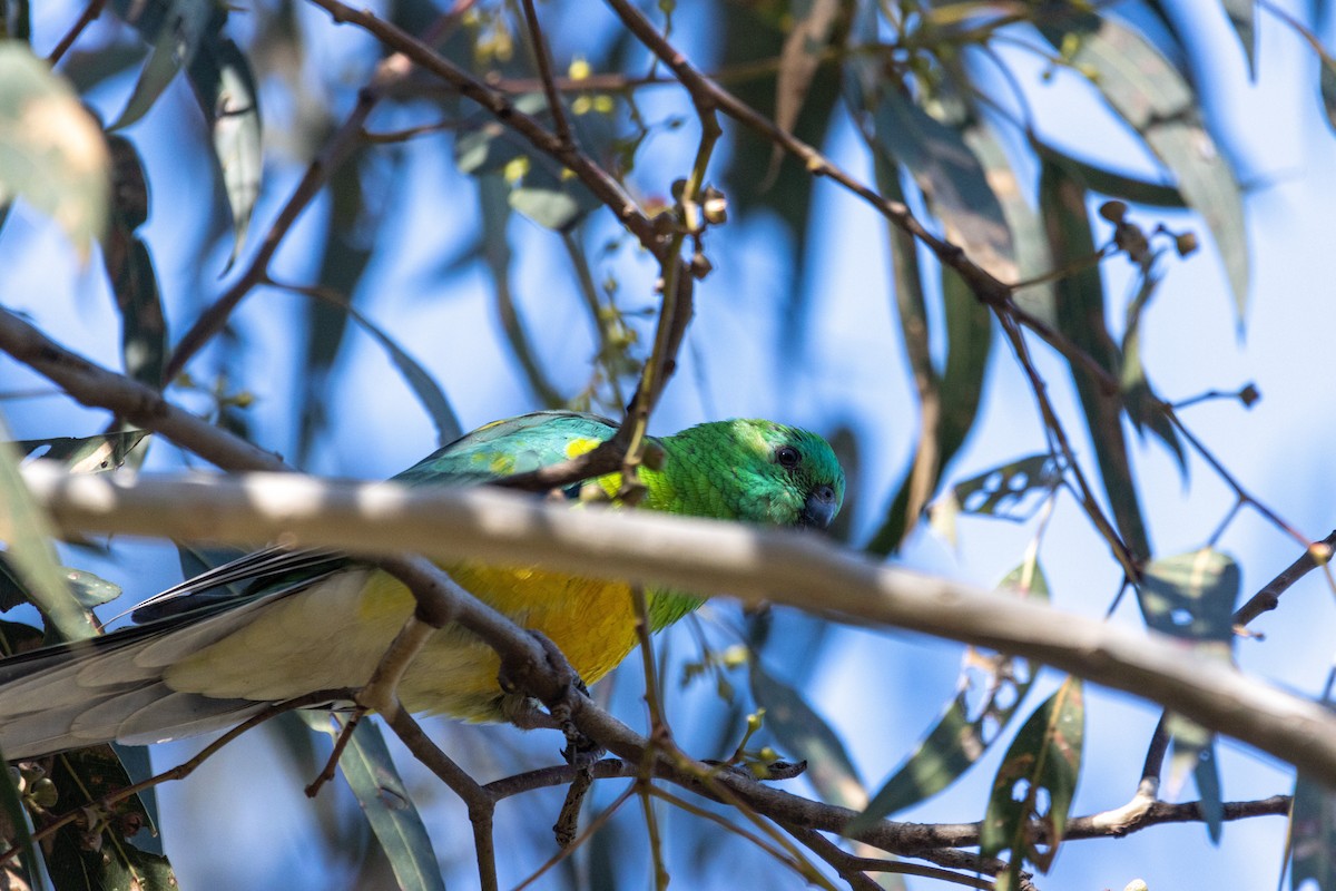 Red-rumped Parrot - ML620330268
