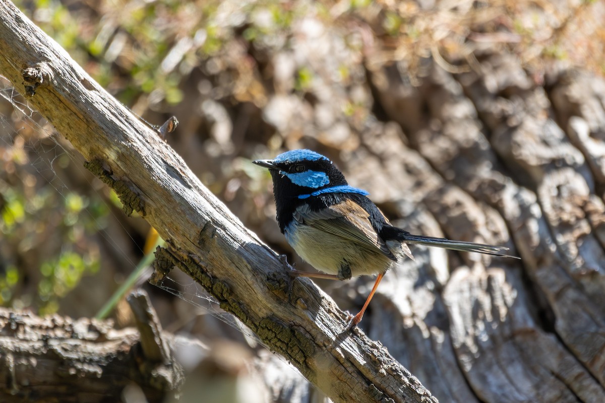 Superb Fairywren - ML620330270