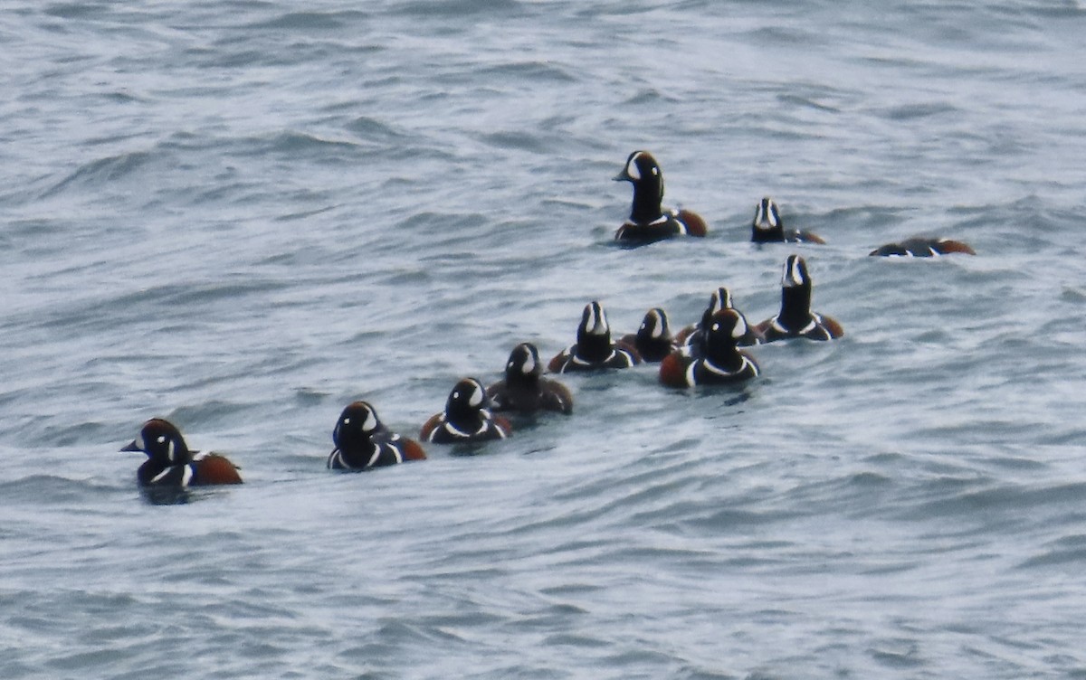 Harlequin Duck - ML620330275