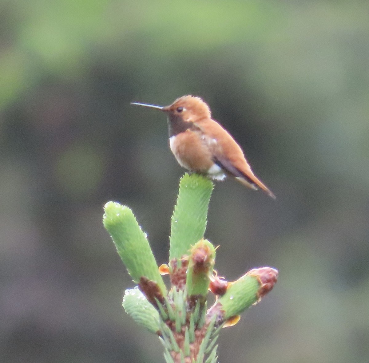 Rufous Hummingbird - ML620330276