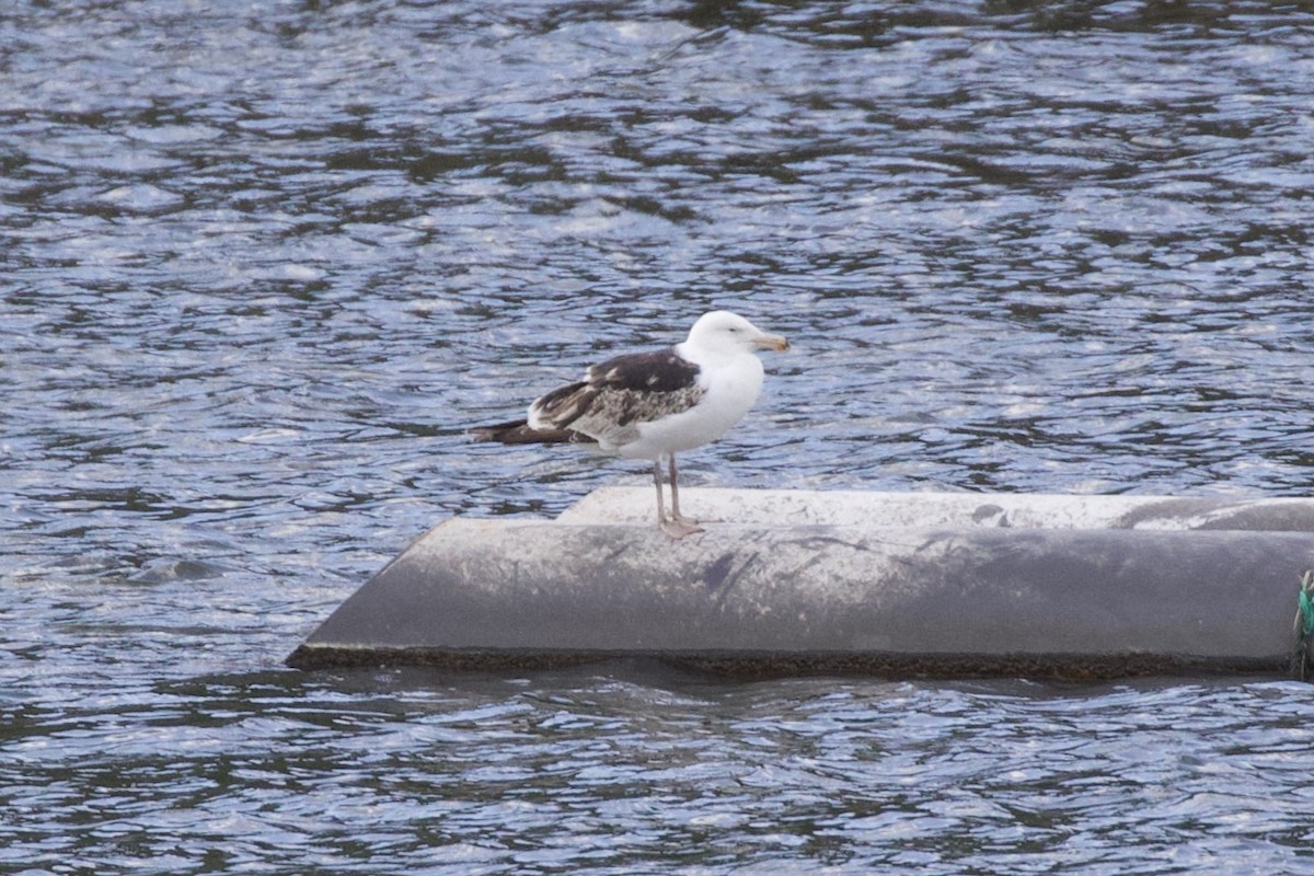 Great Black-backed Gull - ML620330281