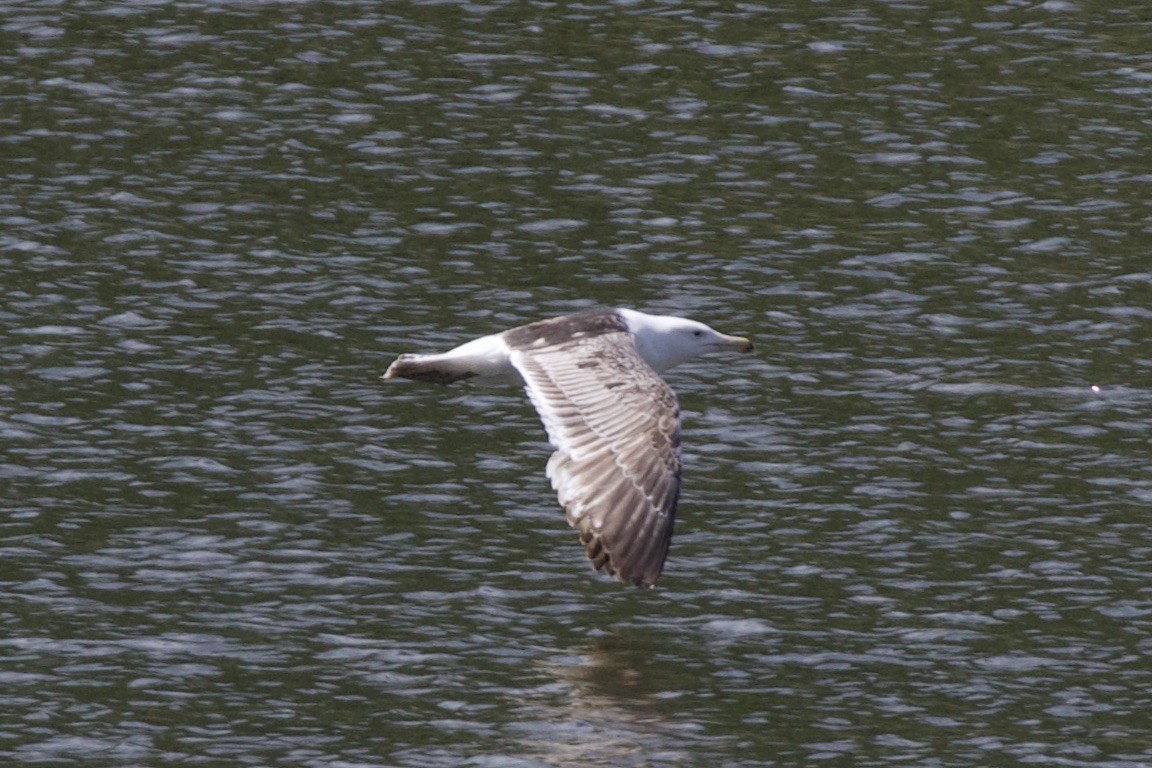 Great Black-backed Gull - ML620330283