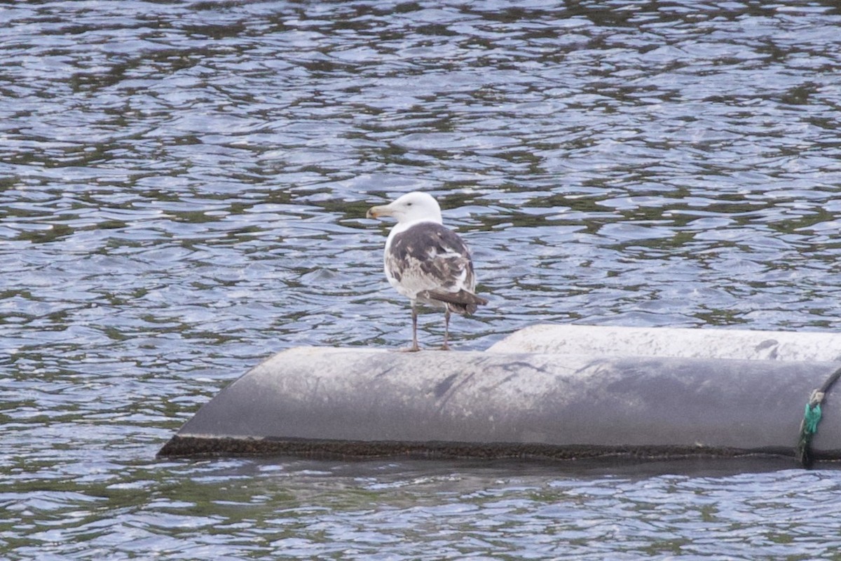 Great Black-backed Gull - Thomas Doebel