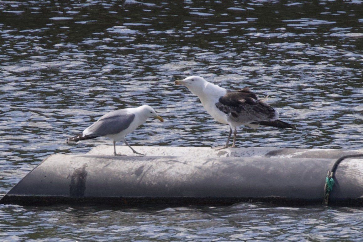 Great Black-backed Gull - ML620330286