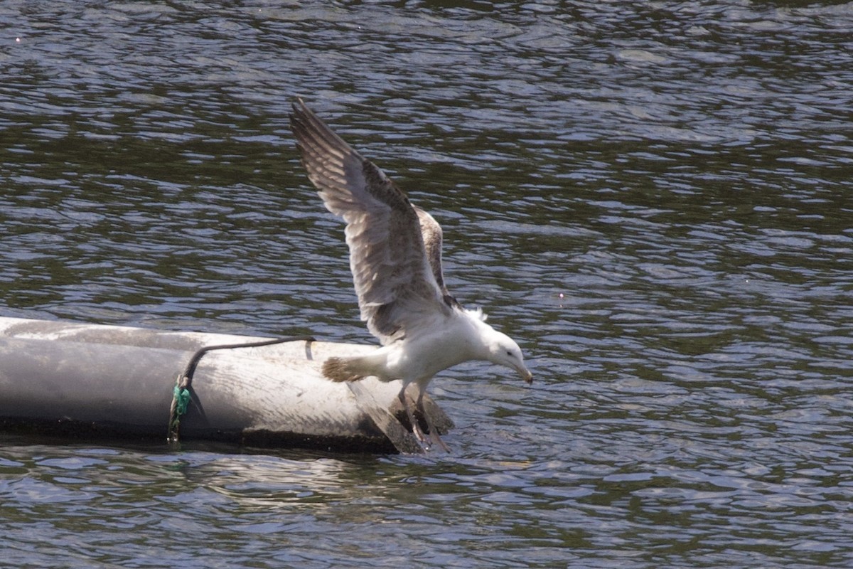 Great Black-backed Gull - ML620330287