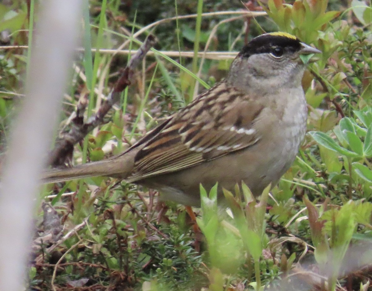 Golden-crowned Sparrow - ML620330291