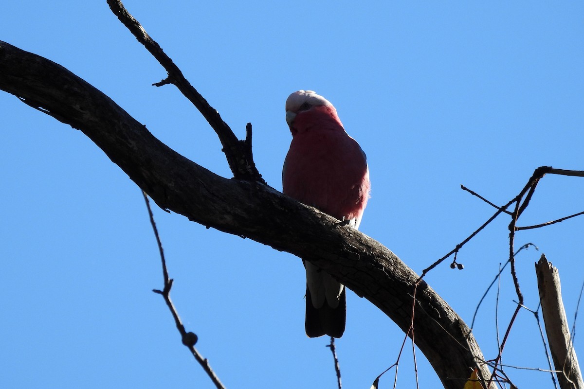 Cacatúa Galah - ML620330293