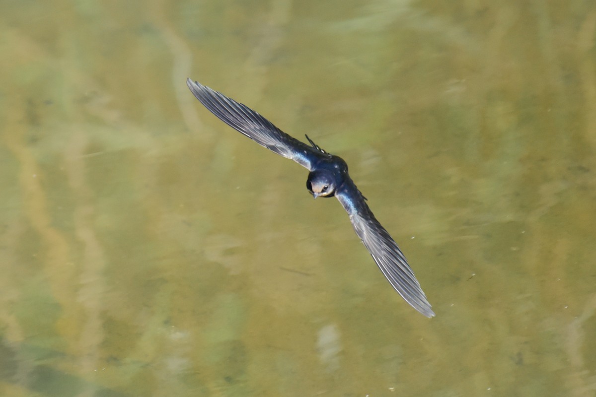 Barn Swallow - ML620330300