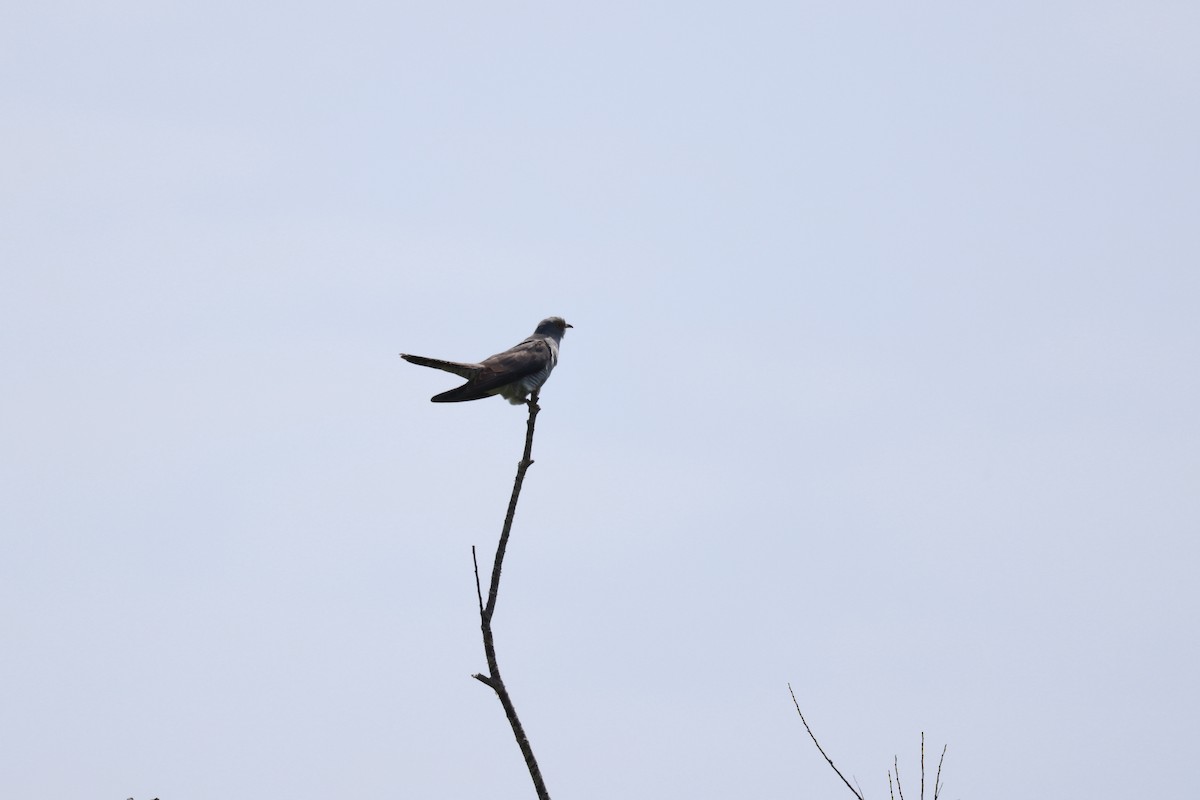 Common Cuckoo - ML620330303