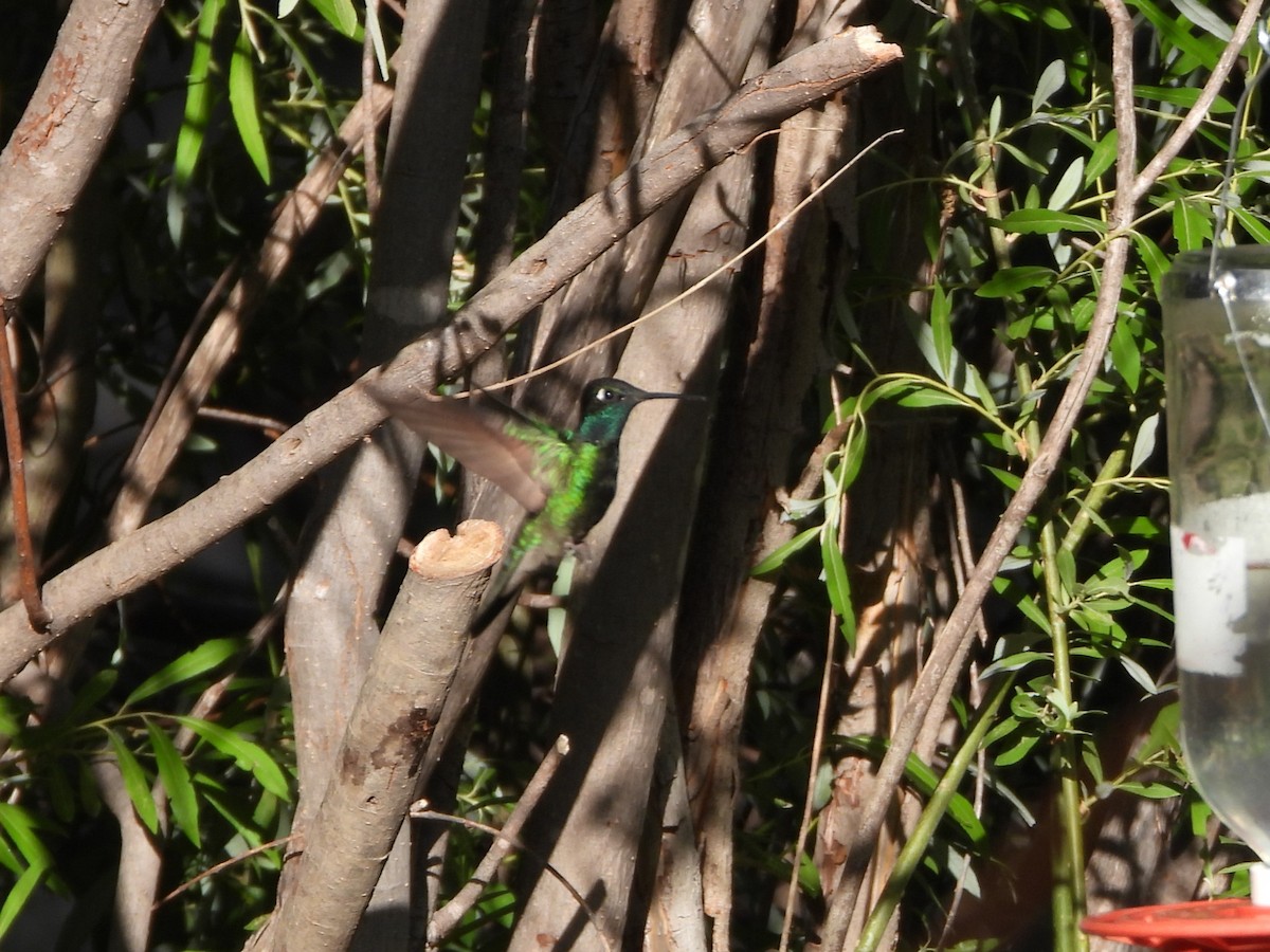 kolibřík skvostný - ML620330305