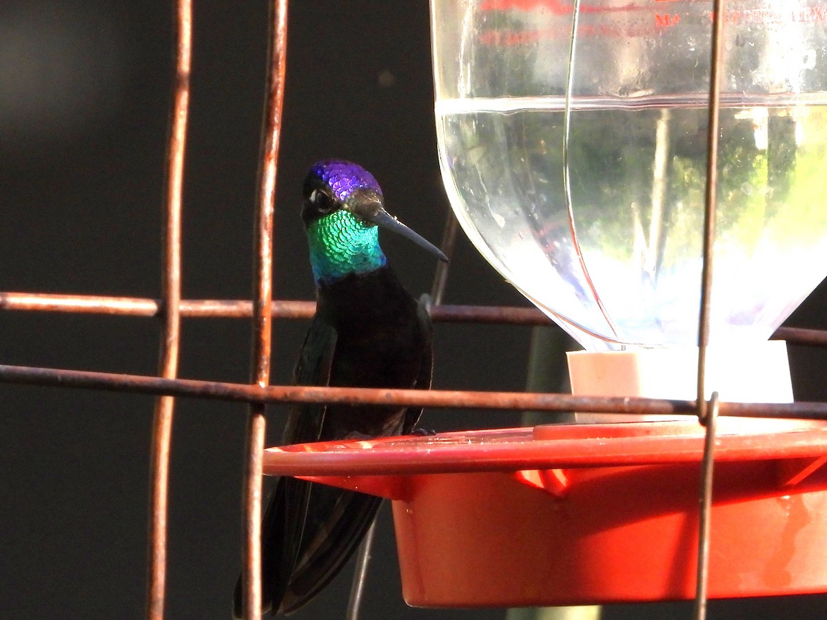 kolibřík skvostný - ML620330306