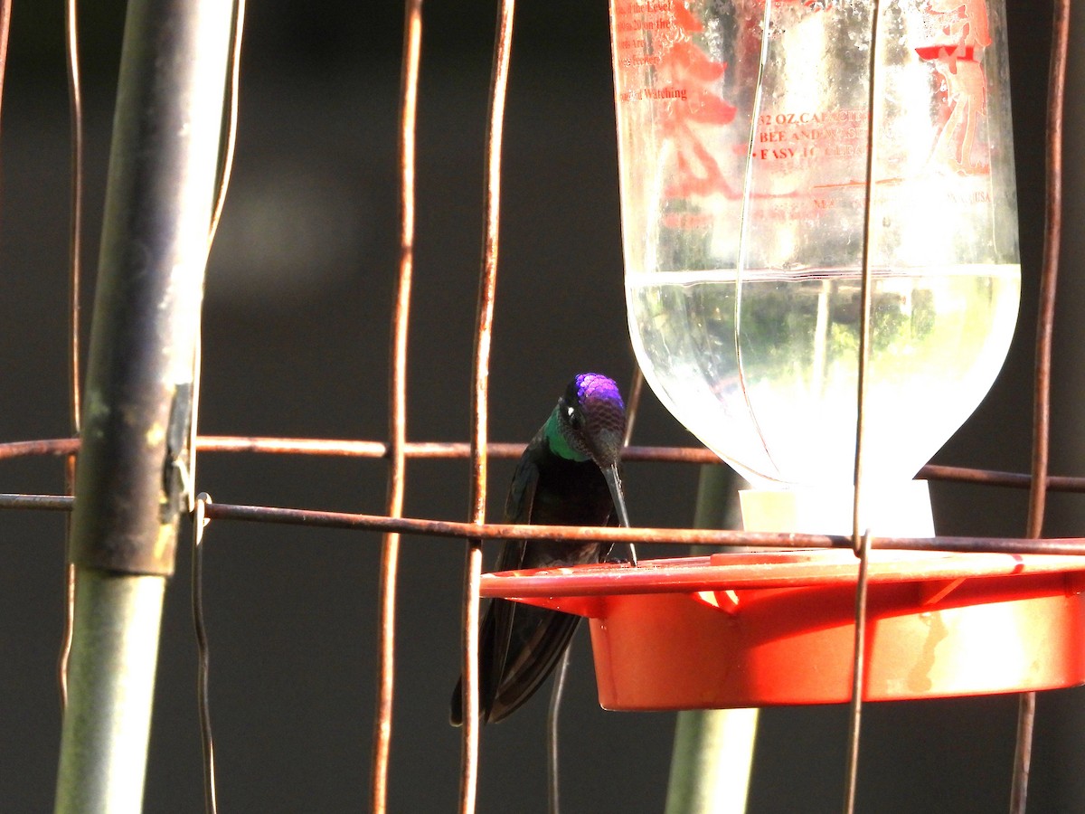 kolibřík skvostný - ML620330308