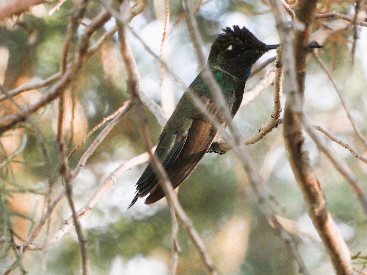 Rivoli's Hummingbird - ML620330309