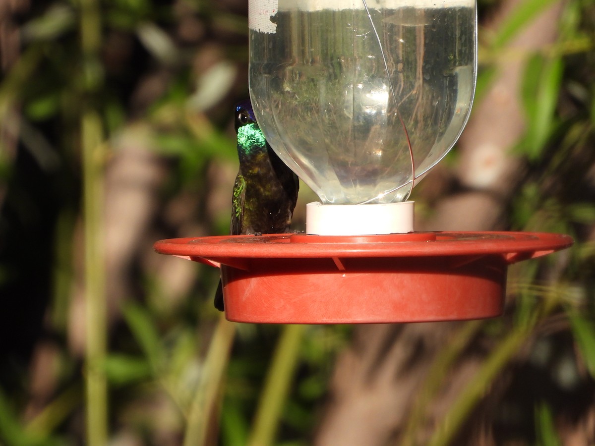 kolibřík skvostný - ML620330310