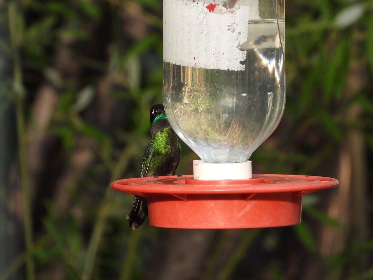 kolibřík skvostný - ML620330312