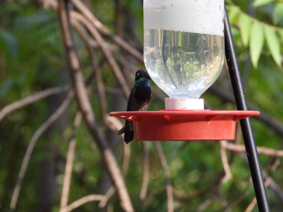 kolibřík skvostný - ML620330313