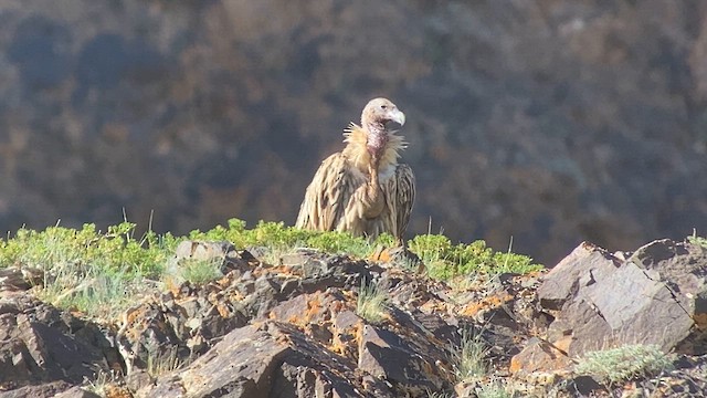 Himalayan Griffon - ML620330317