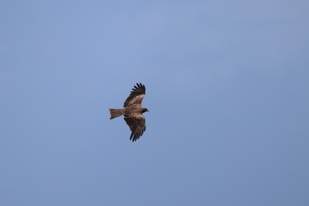 Black Kite - ML620330318