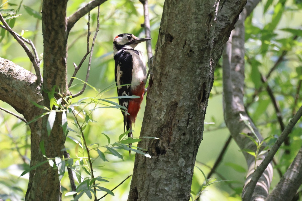Great Spotted Woodpecker - ML620330320