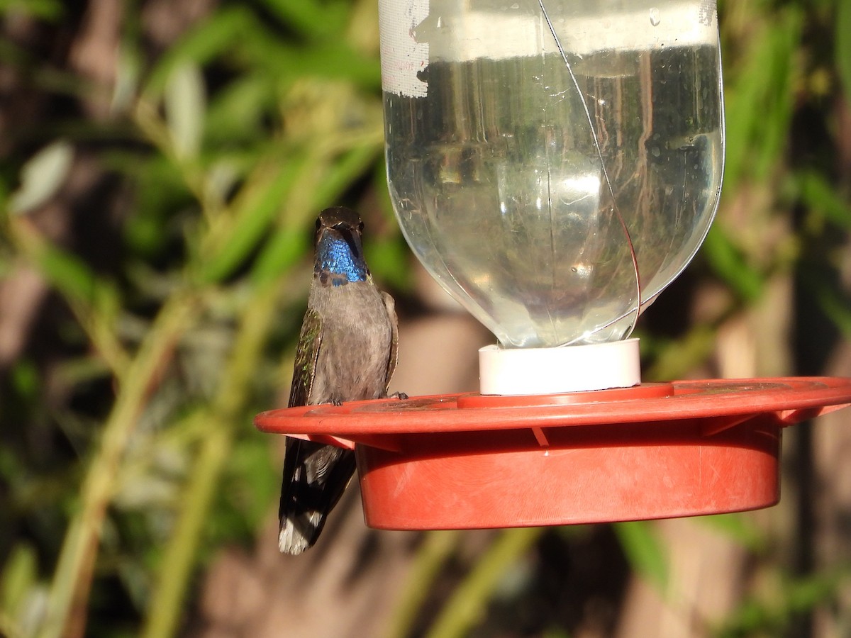 kolibřík blankytohrdlý - ML620330321