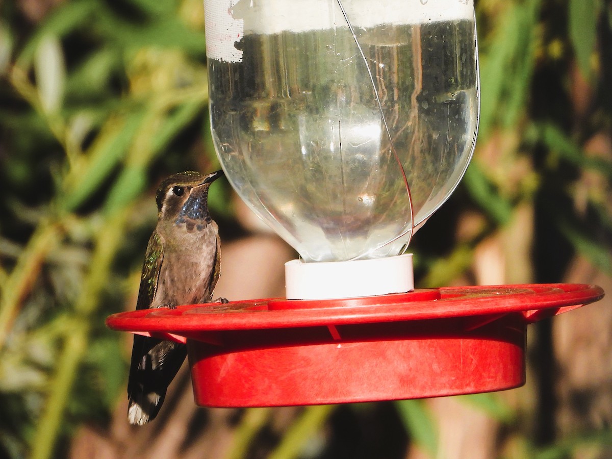 kolibřík blankytohrdlý - ML620330322