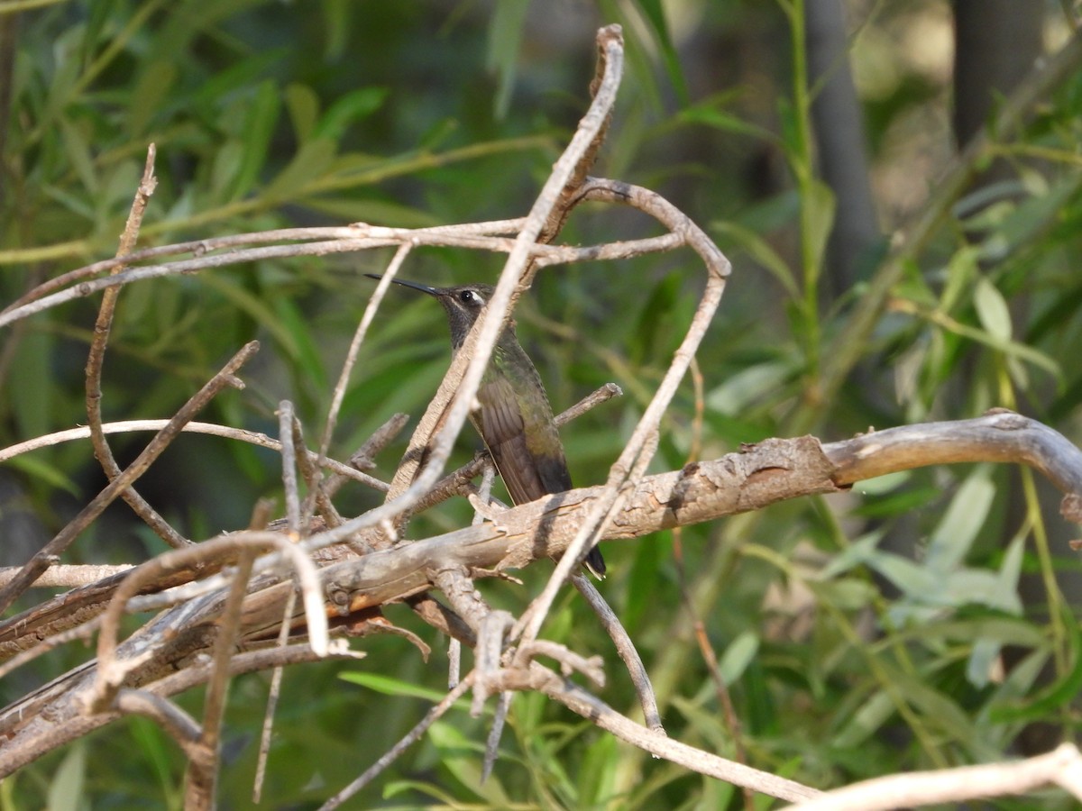 kolibřík blankytohrdlý - ML620330323