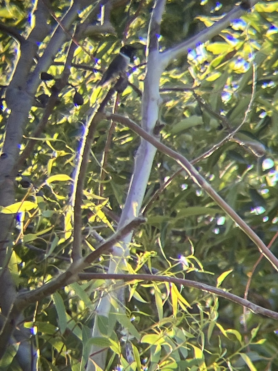 Black-chinned Hummingbird - ML620330328