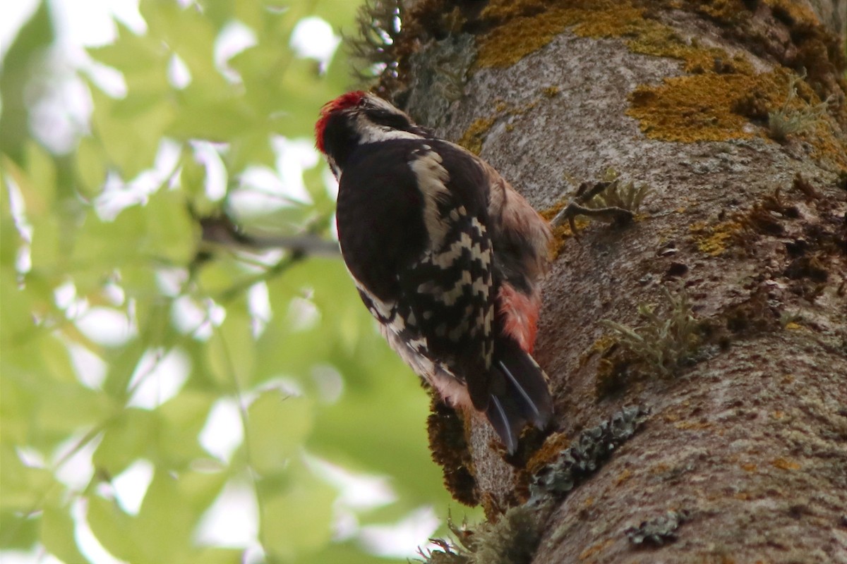 Middle Spotted Woodpecker - ML620330331