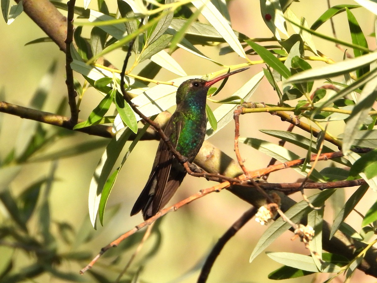 Colibrí Piquiancho Común - ML620330336