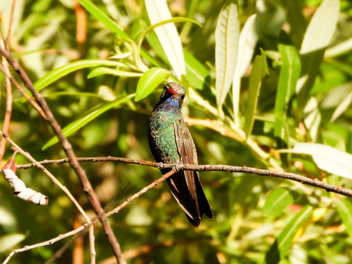 kolibřík širokozobý - ML620330337