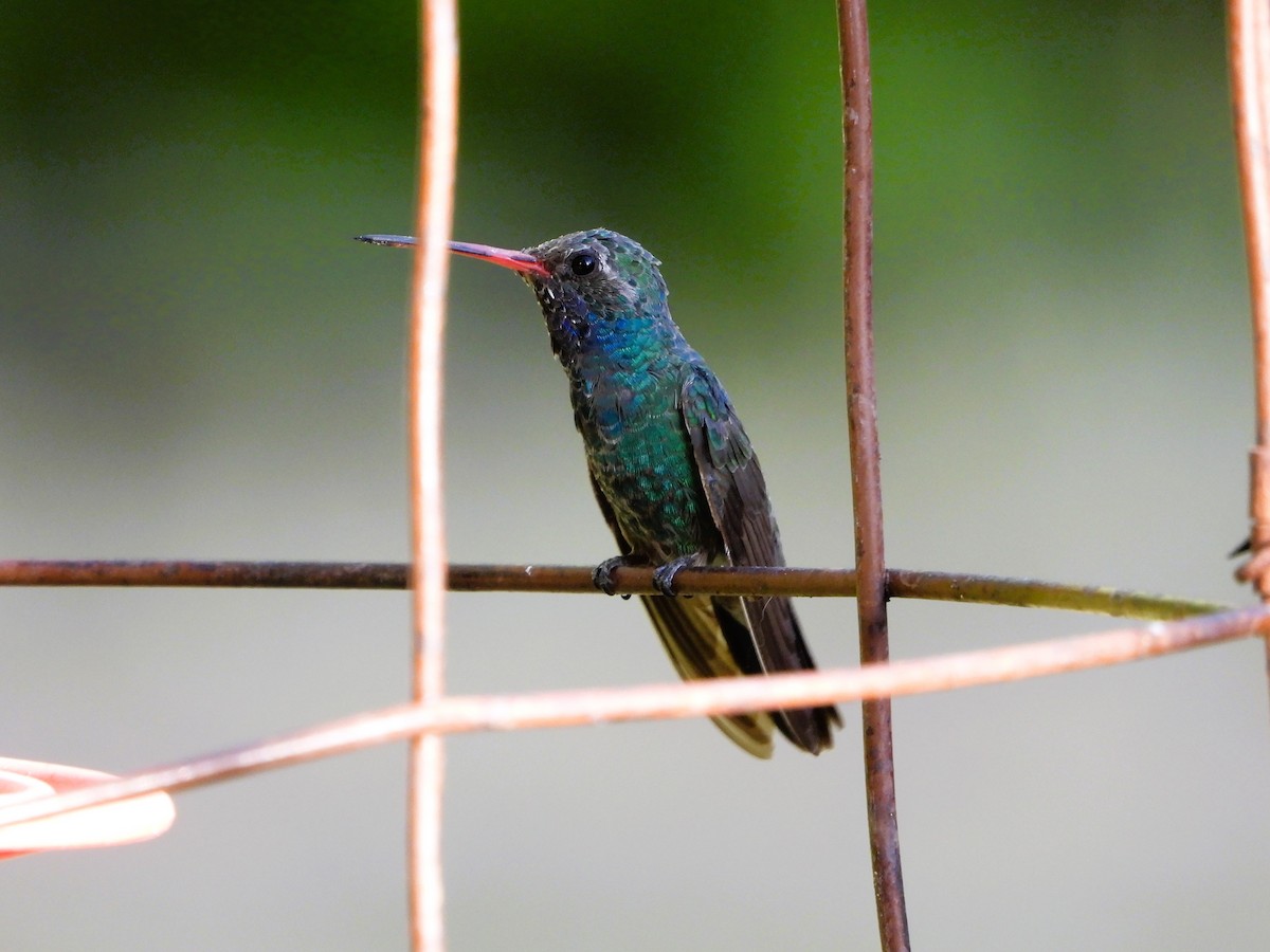 Colibrí Piquiancho Común - ML620330338