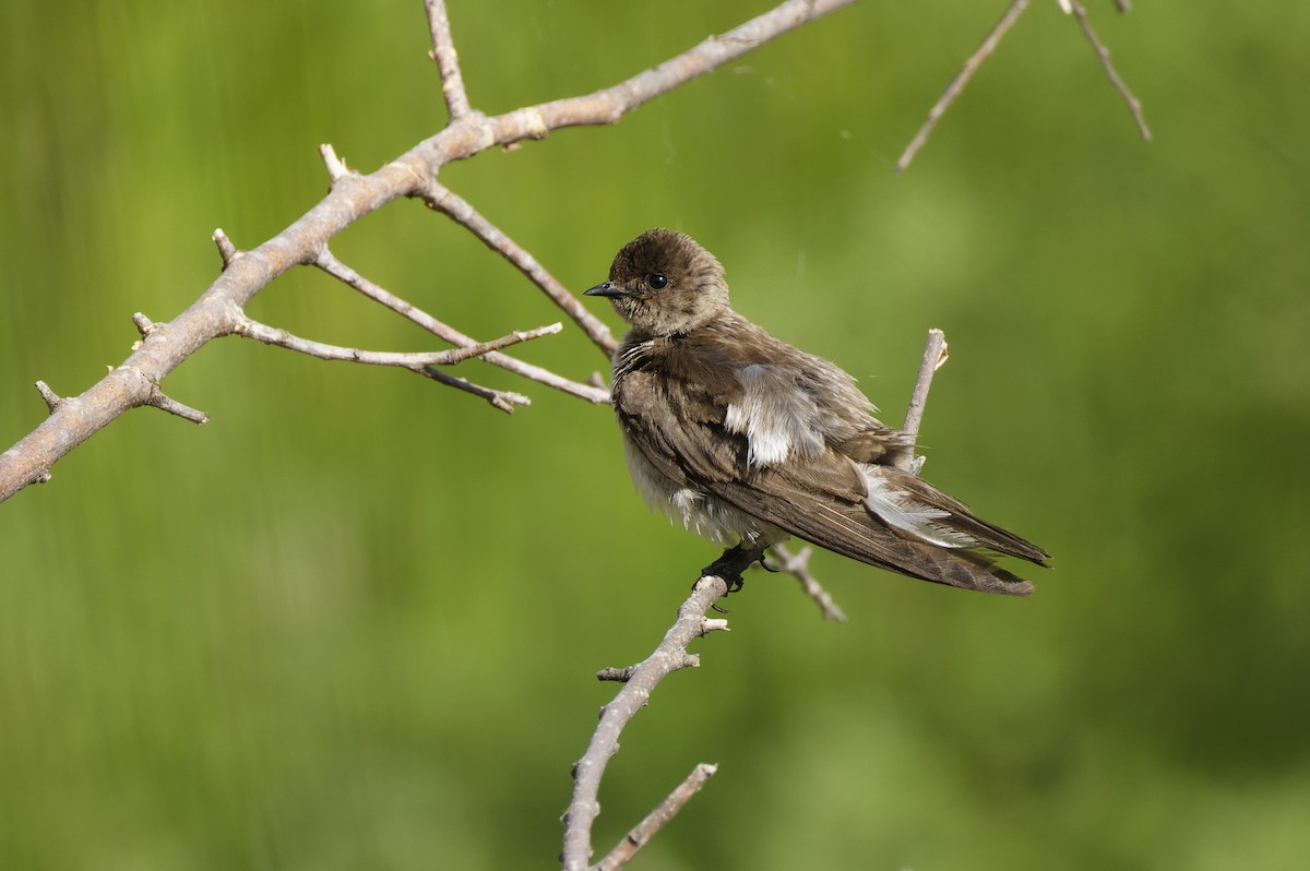 Northern Rough-winged Swallow - ML620330342