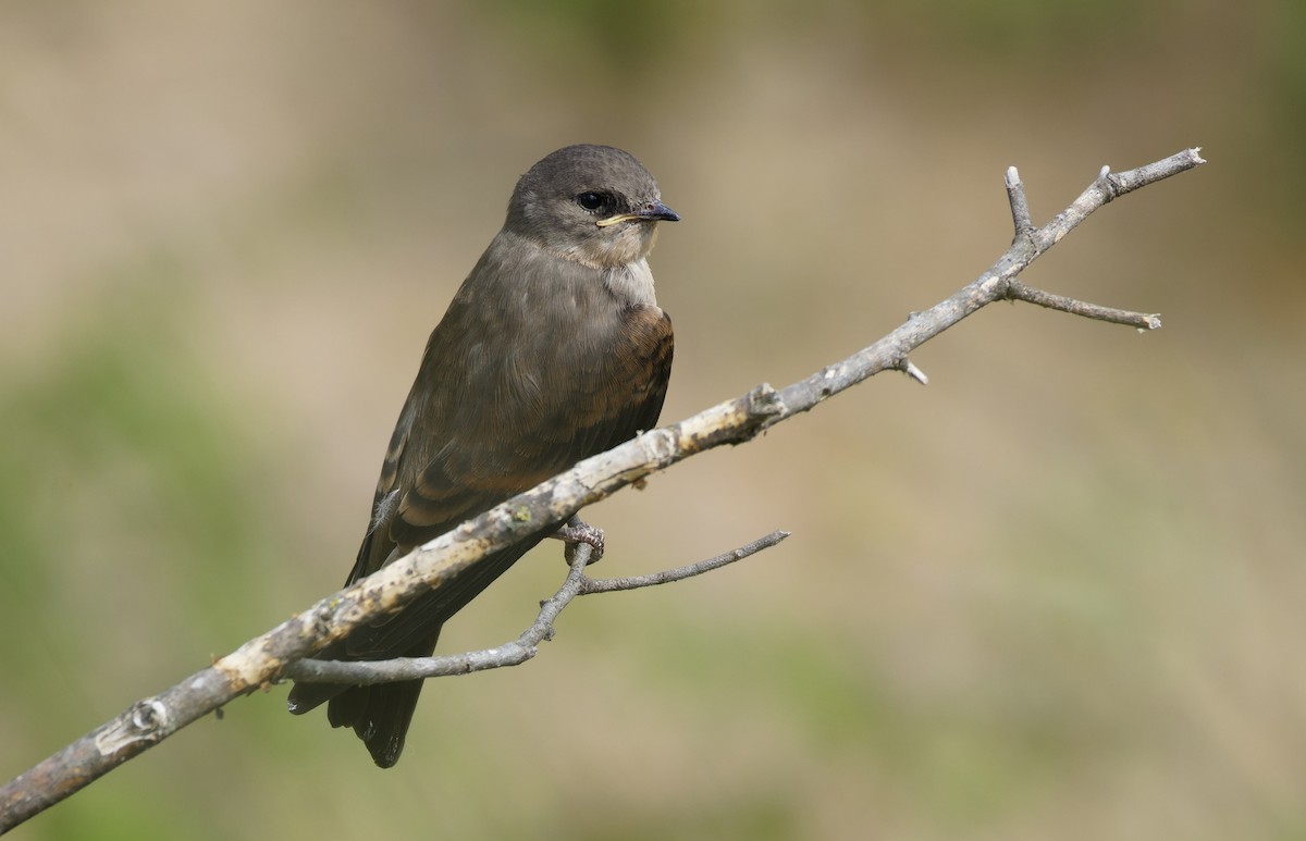 Northern Rough-winged Swallow - ML620330343