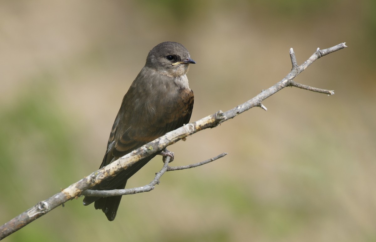 Hirondelle à ailes hérissées - ML620330343