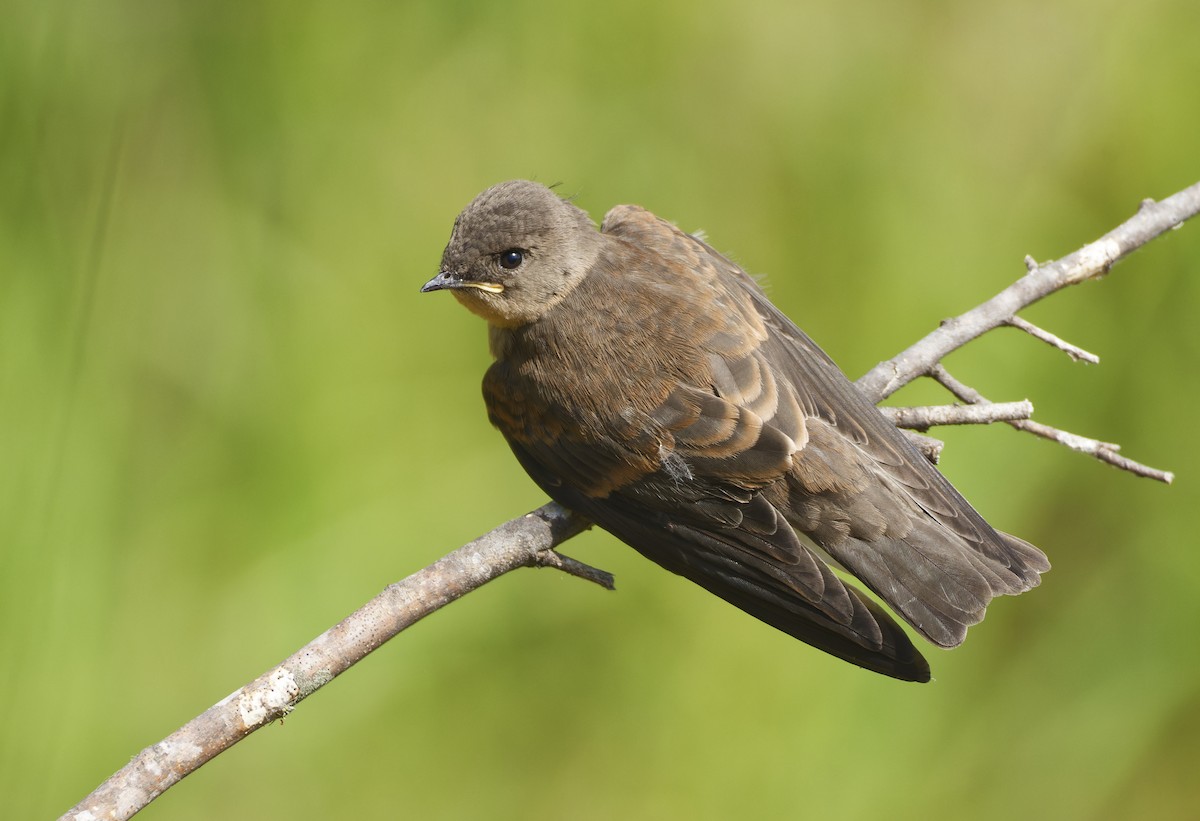 Northern Rough-winged Swallow - ML620330344