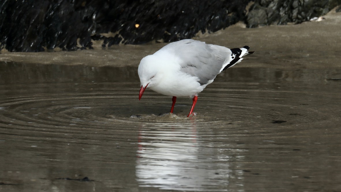 Silver Gull (Red-billed) - ML620330347