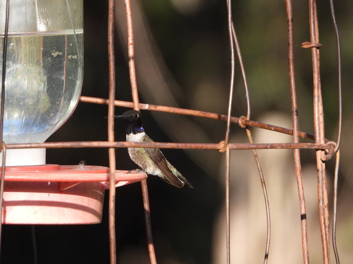 Black-chinned Hummingbird - ML620330348