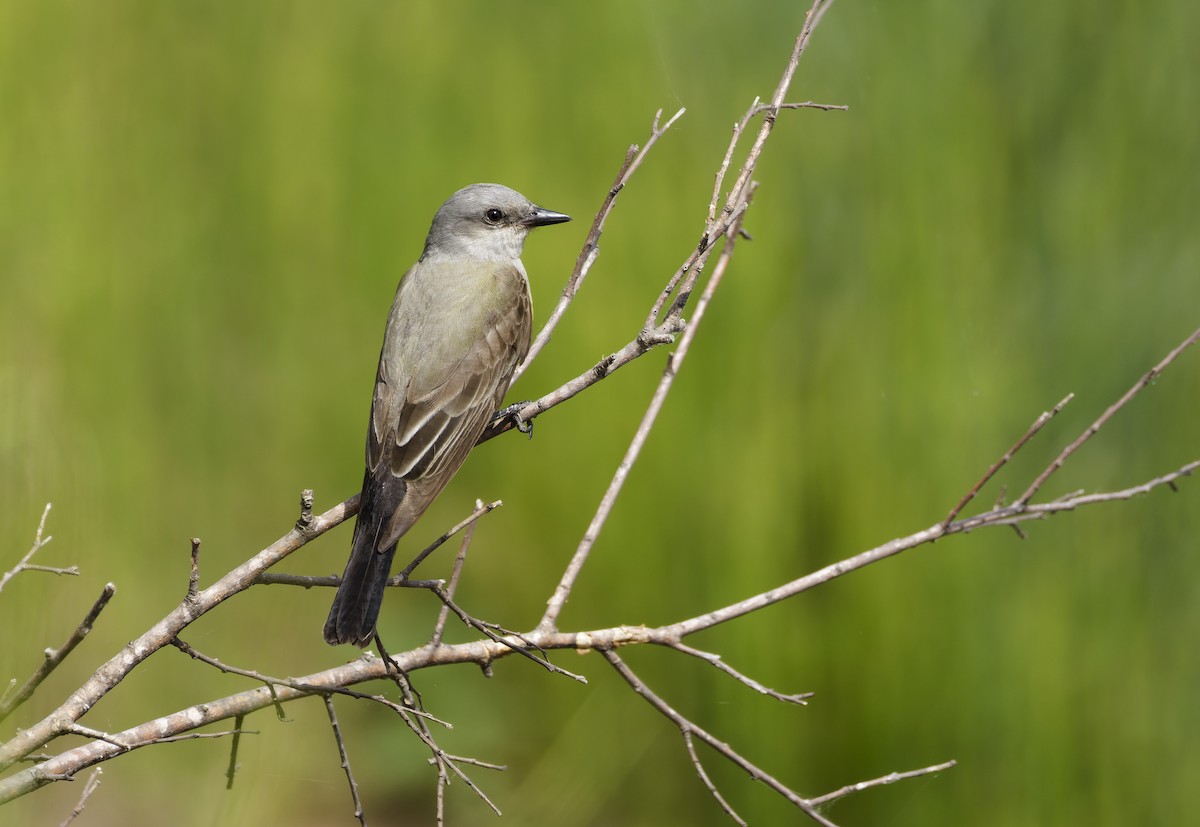 Western Kingbird - ML620330350