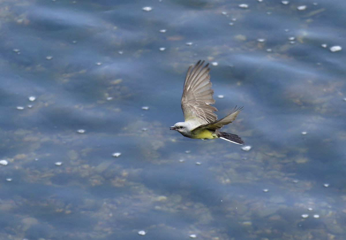 Western Kingbird - ML620330352