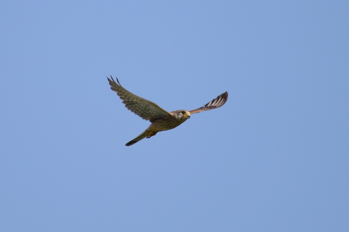 Eurasian Kestrel - ML620330361