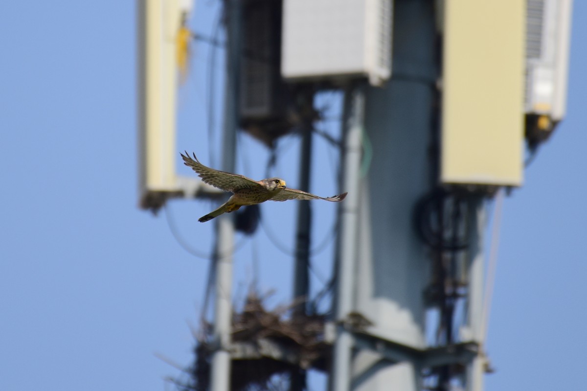 Eurasian Kestrel - ML620330362