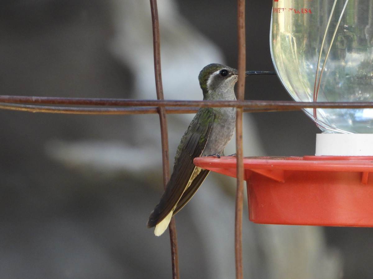 kolibřík blankytohrdlý - ML620330363