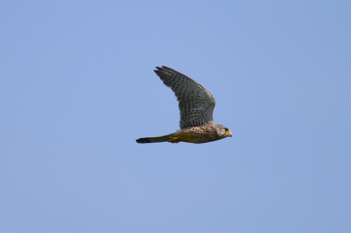 Eurasian Kestrel - ML620330366