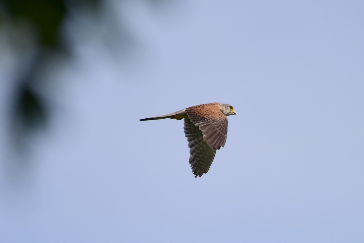 Eurasian Kestrel - ML620330368