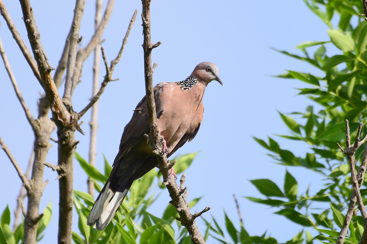 Spotted Dove - ML620330375