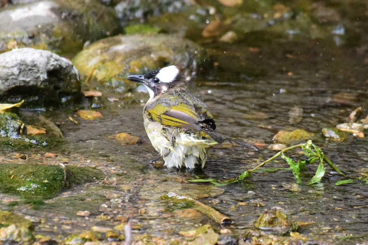 Light-vented Bulbul - ML620330386